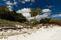 Tasmania - Maria Island o6418